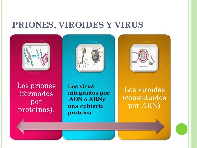 Viroides pdf